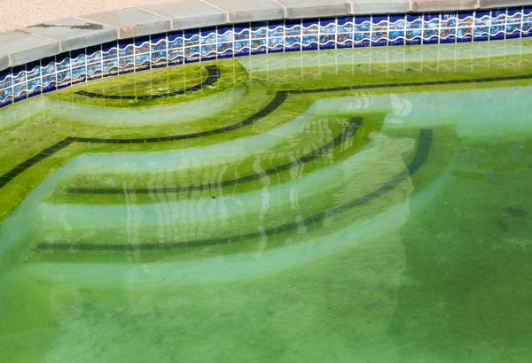 Cost of Pool Deck Algae Removal in Park City